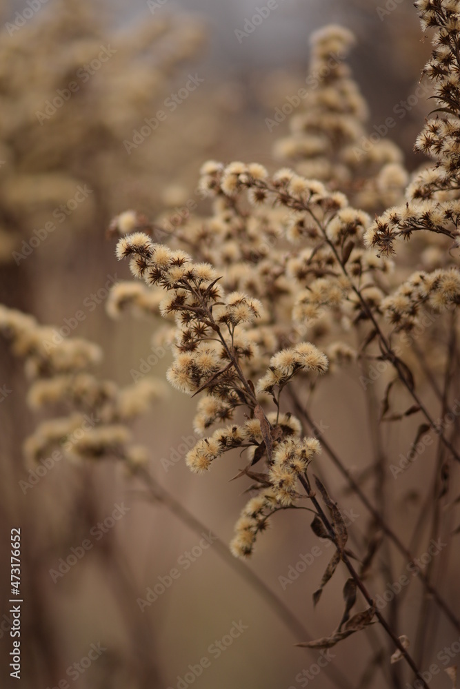 Naklejka premium Goldenrod dried flowers on autumn wild meadow, bokeh space for text, solidago wild plants on bokeh meadow background, vertical.