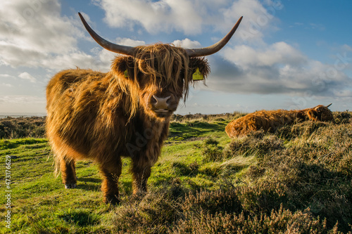 Close up photo of a Highland cattle under the sun at a meadow in Yorkshire England
