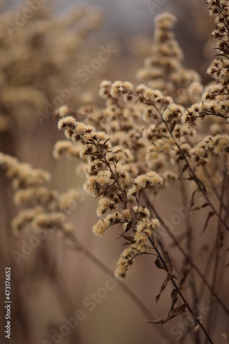 Goldenrod dried flowers on autumn wild meadow, bokeh space for text, solidago wild plants on bokeh meadow background, vertical. © Anna