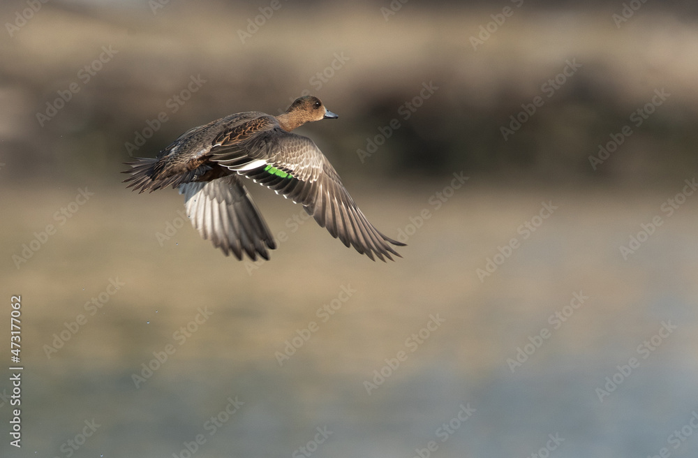 Common teal is also called as Eurasian teal Common teal is also called as Eurasian teal