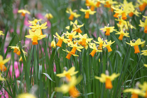 Pretty yellow and orange 'Narcissus' daffodil 'Jetfire' in flower photo