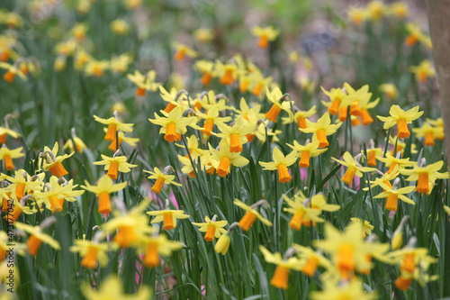 Pretty yellow and orange 'Narcissus' daffodil 'Jetfire' in flower
