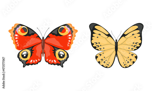 Tropical Butterfly with Brightly Coloured Wings Vector Set © topvectors