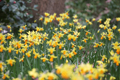 Pretty yellow and orange 'Narcissus' daffodil 'Jetfire' in flower