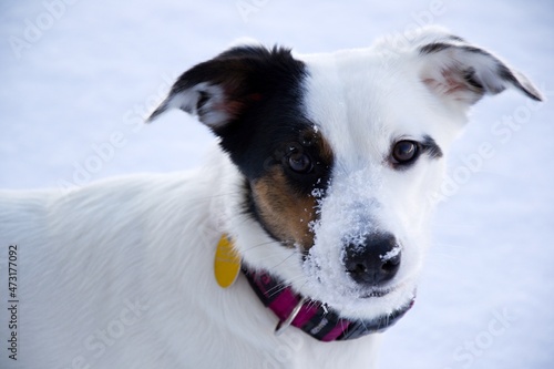 the head of white dog with black and brown mask with the white snowy background