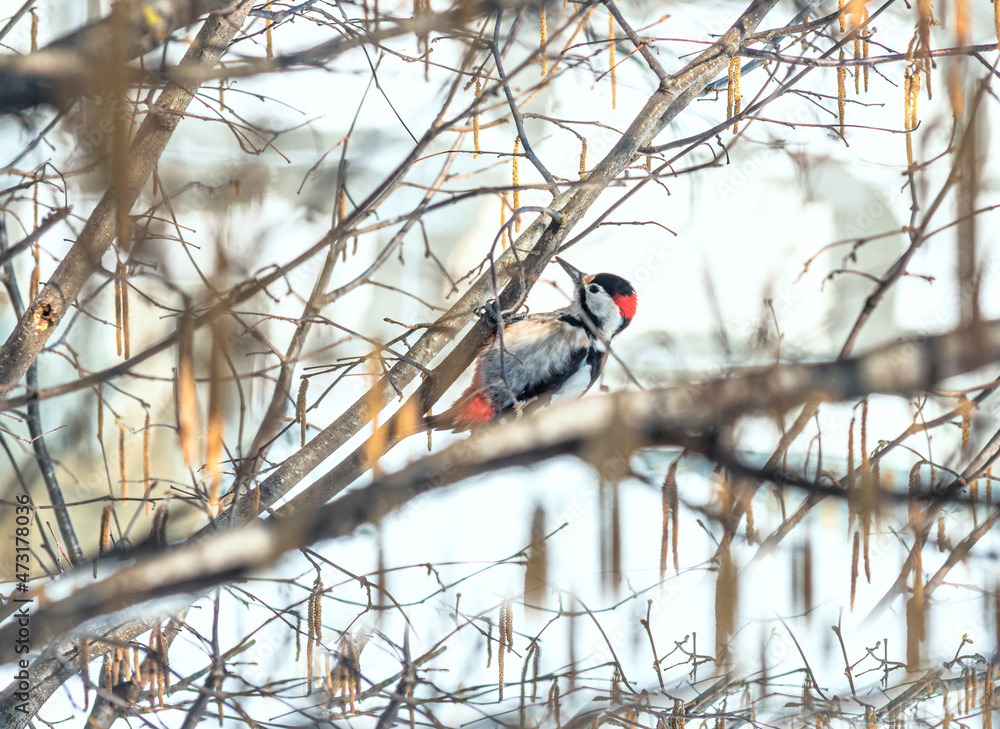 A woodpecker bird sits on a tree branch A woodpecker bird sits on a tree branch