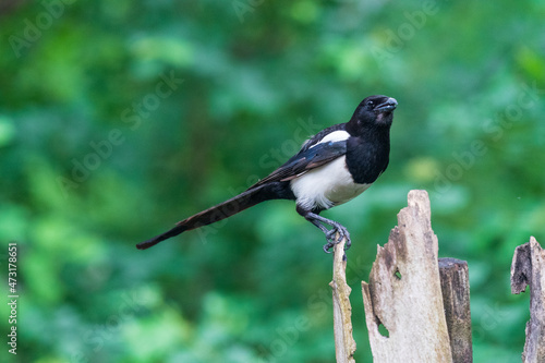 The Eurasian magpie or common magpie (Pica pica) 