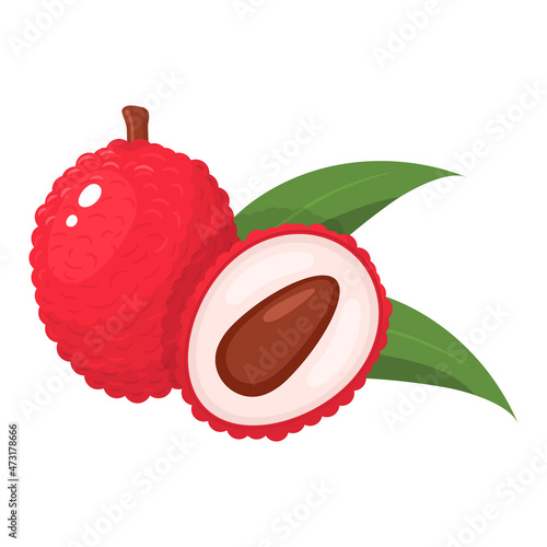 Fresh whole and half cut lychee fruit with leaf isolated on white background. Summer fruits for healthy lifestyle. Organic fruit. Cartoon style. Vector illustration for any design.