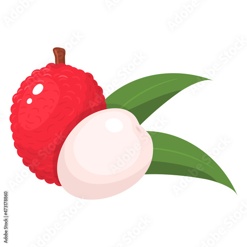 Fresh whole and peeled lychee fruit with leaf isolated on white background. Summer fruits for healthy lifestyle. Organic fruit. Cartoon style. Vector illustration for any design.