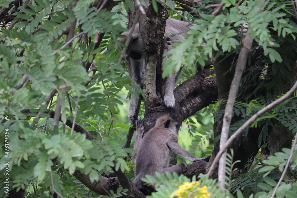 Fototapeta premium Monkey's are sitting on the tree's branches at a Zoo