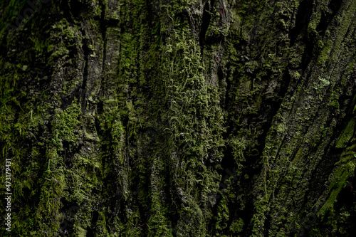 Mossy Old Tree Close-up Background.