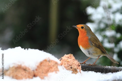 Robin Red Breast.  A robin red breast (erithacus rubecula) is pictured in mid winter snow in a domestic garden in northern England. photo