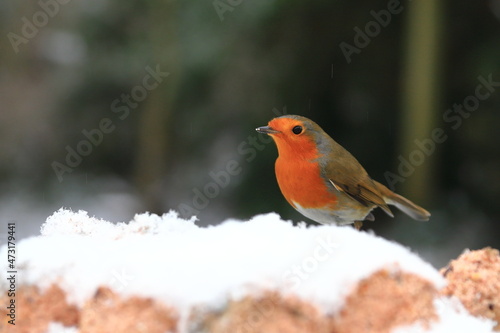 Robin Red Breast.  A robin red breast (erithacus rubecula) is pictured in mid winter snow in a domestic garden in northern England. © ATGImages