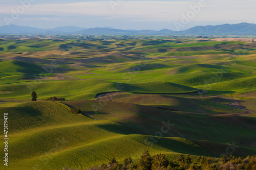 Rolling wheat fields in springtime in the Palouse area of Washington state 
