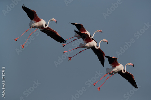 A flock of Greater Flamingos landing at Tubli bay   Bahrain