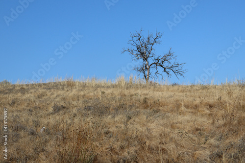 lonely tree in the steppe