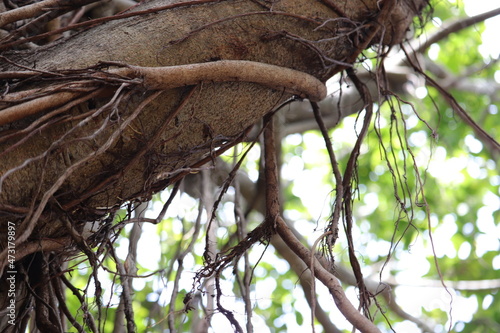 So many Branch on the tree