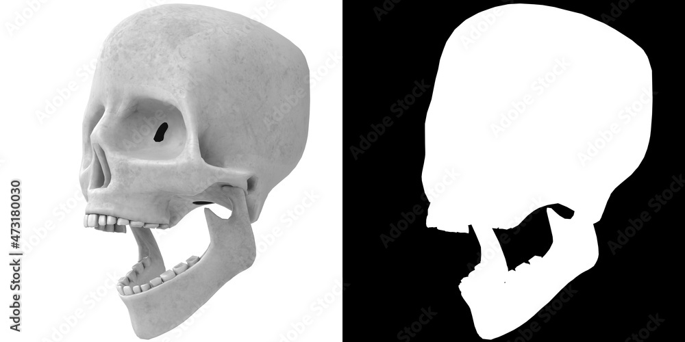 3D rendering illustration of a stylized human skull anatomy