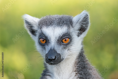 Portrait of funny ring-tailed Madagascar lemur enjoying summer, close up, details. Concept biodiversity and wildlife conservation.