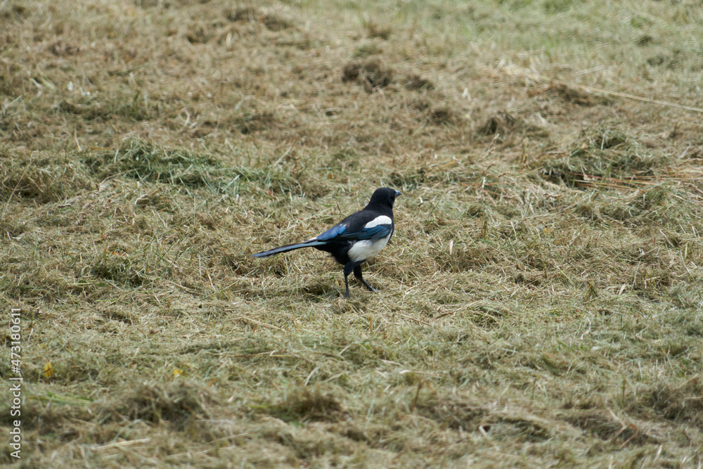Obraz premium Pie dans le pré .