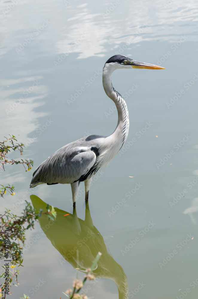 Fototapeta premium close-up of a gray heron chasing fish in a lake in brazil