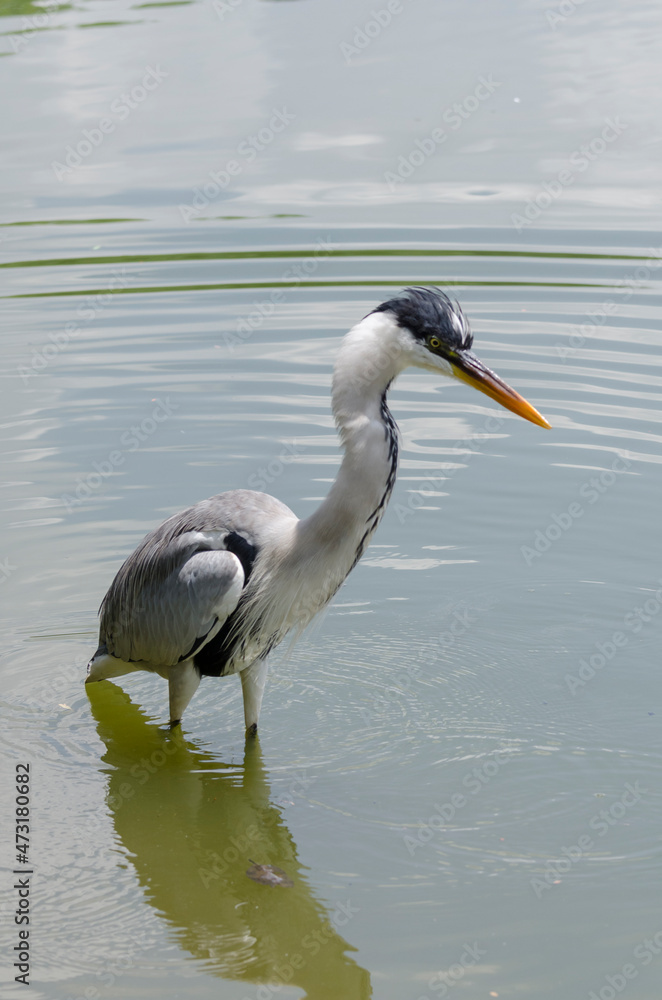close-up of a gray heron chasing fish in a lake in brazil close-up of a gray heron chasing fish in a lake in brazil