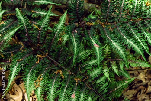 Japanese ferns in the woods