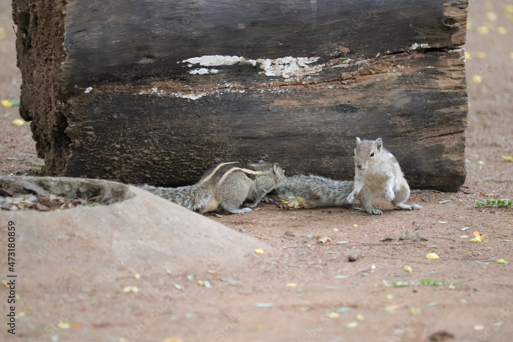 The Indian palm squirrel or three-striped palm squirrel The Indian palm squirrel or three-striped palm squirrel