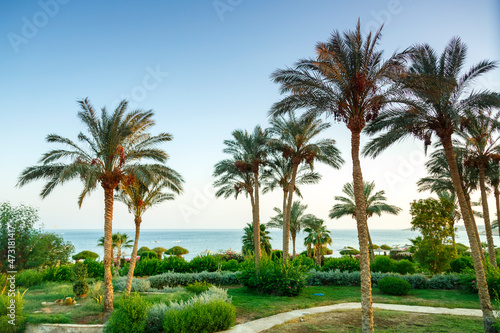 A landscape of date palms and green spaces with the sky and sea in the background.