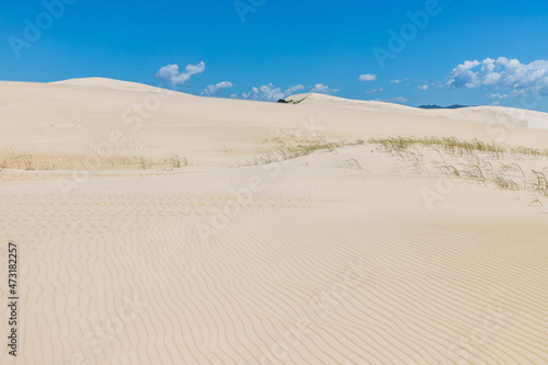 Dunes and vegetation