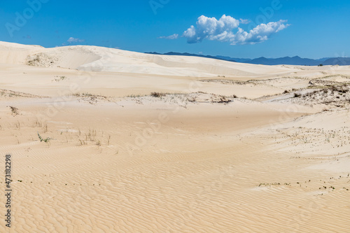 Dunes and vegetation