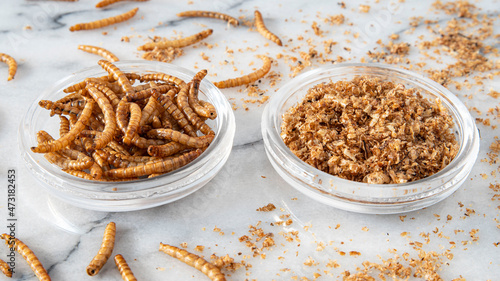 Close-up of edible insects, mealworms © sissoupitch