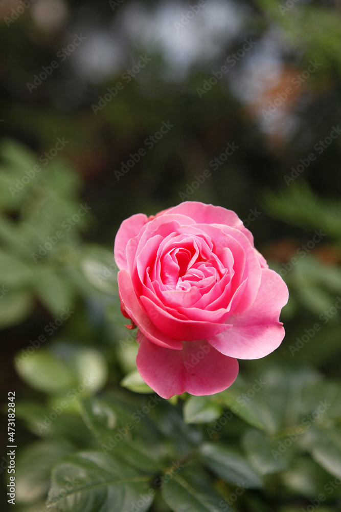 Pink roses are blooming with flowers, a bush with delicate pink flowers close-up. Background background wallpaper for design. Vertical position.