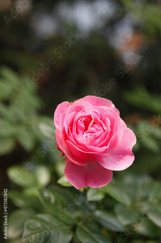 Pink roses are blooming with flowers  a bush with delicate pink flowers close-up. Background background wallpaper for design. Vertical position.