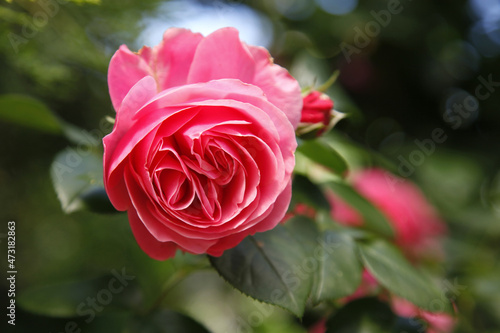 Pink rose blossom with flowers  bush with delicate rose flowers close-up. Background backdrop wallpaper for design