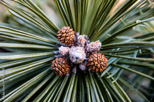 Baby pines.