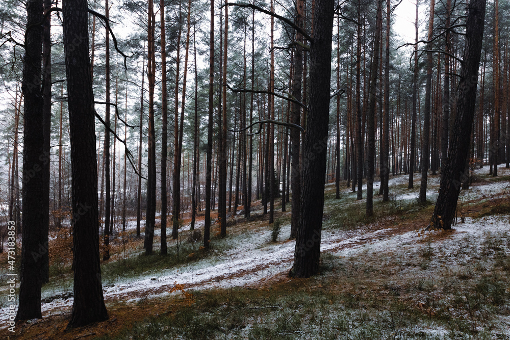 Forest in the winter, Olsztyn Poland first snow Forest in the winter, Olsztyn Poland first snow