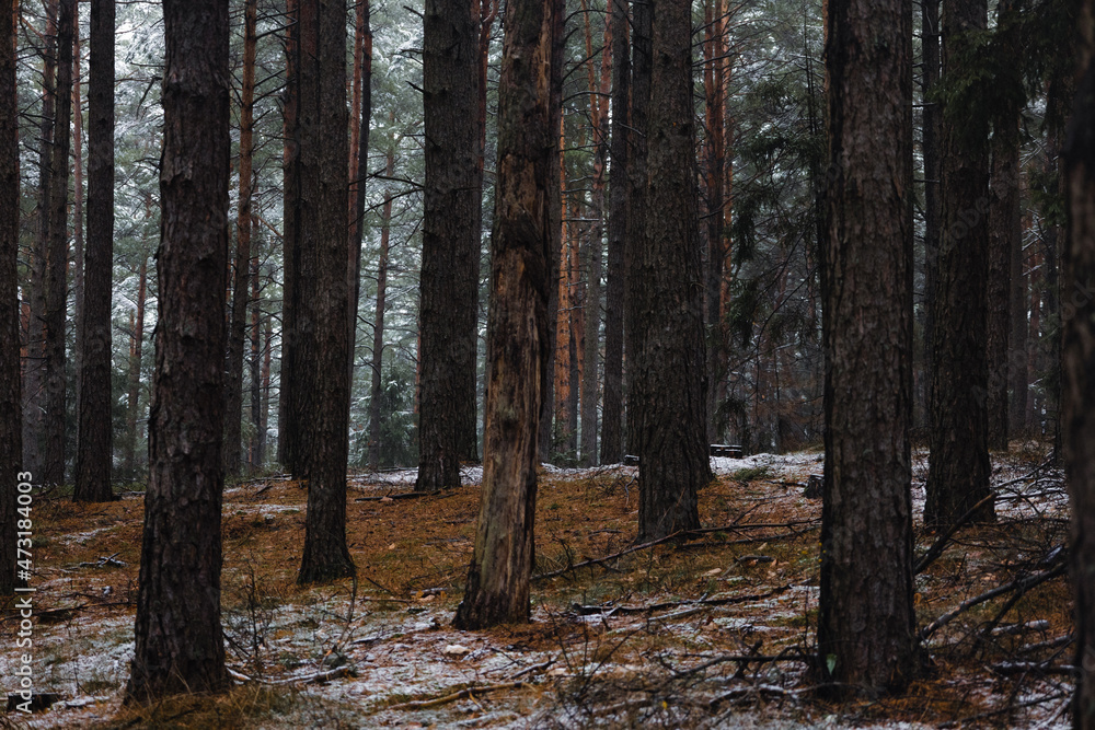 Fototapeta premium Forest in the winter, Olsztyn Poland first snow