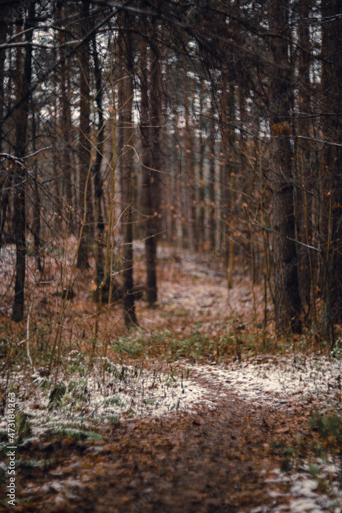 Obraz premium autumn forest in the morning