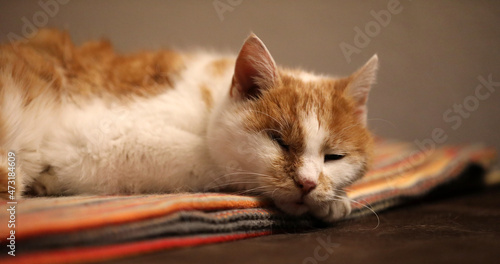 Fototapeta Naklejka Na Ścianę i Meble -  Cat sleeps and watches up on a blanket