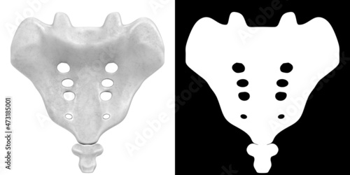 Obraz na plátně 3D rendering illustration of stylized human sacrum and coccyx anatomy