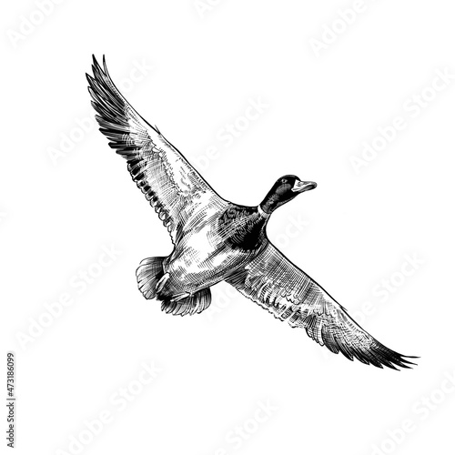 Flying duck photo