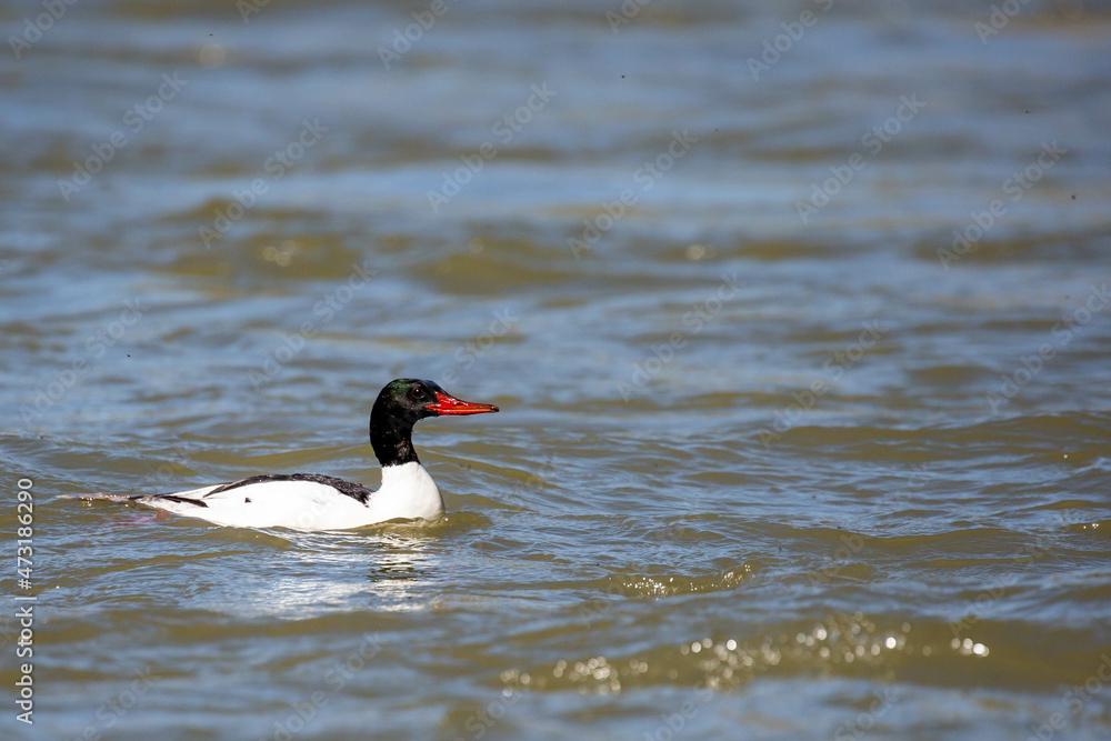 Common Merganser (Mergus merganser) Adult Male swimming Common Merganser (Mergus merganser) Adult Male swimming