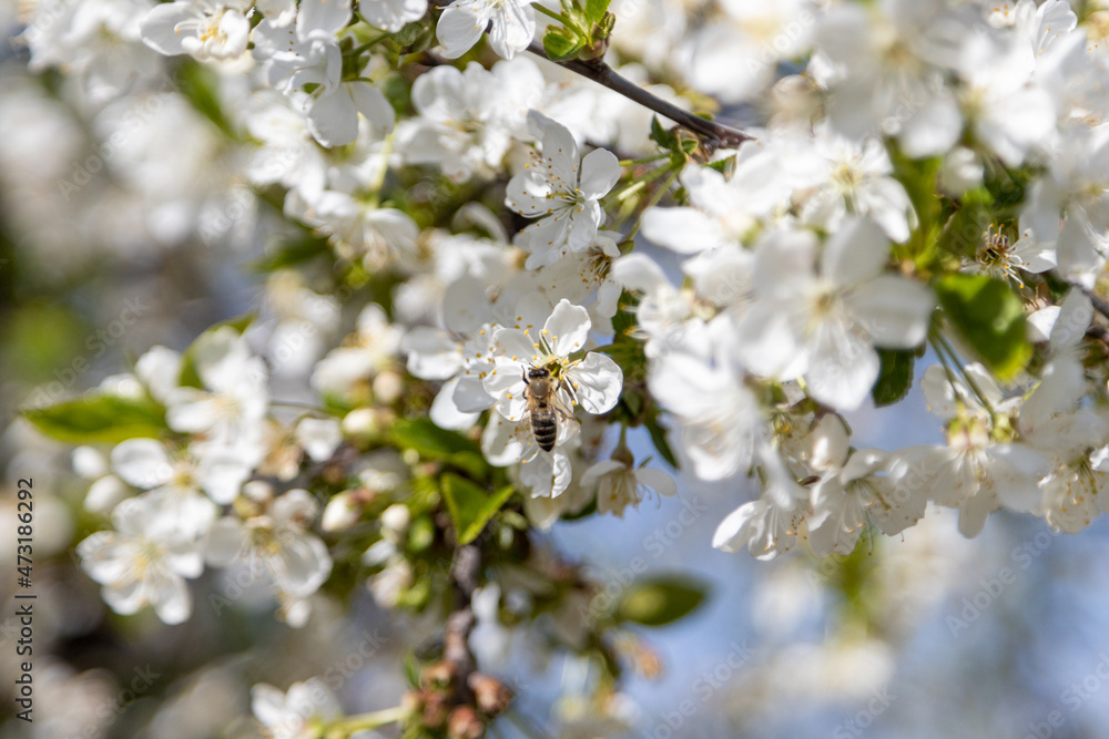 A bee collects pollen in flowers of a sour cherry tree. A bee collects pollen in flowers of a sour cherry tree.