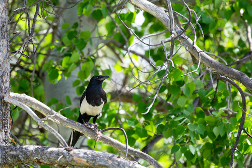 Black-billed Magpie (Pica pica) perched in a branch in Jackson Hole, Wyoming