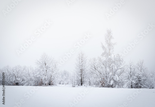 Trees in snow landscape. Snow is falling. Winter concept.