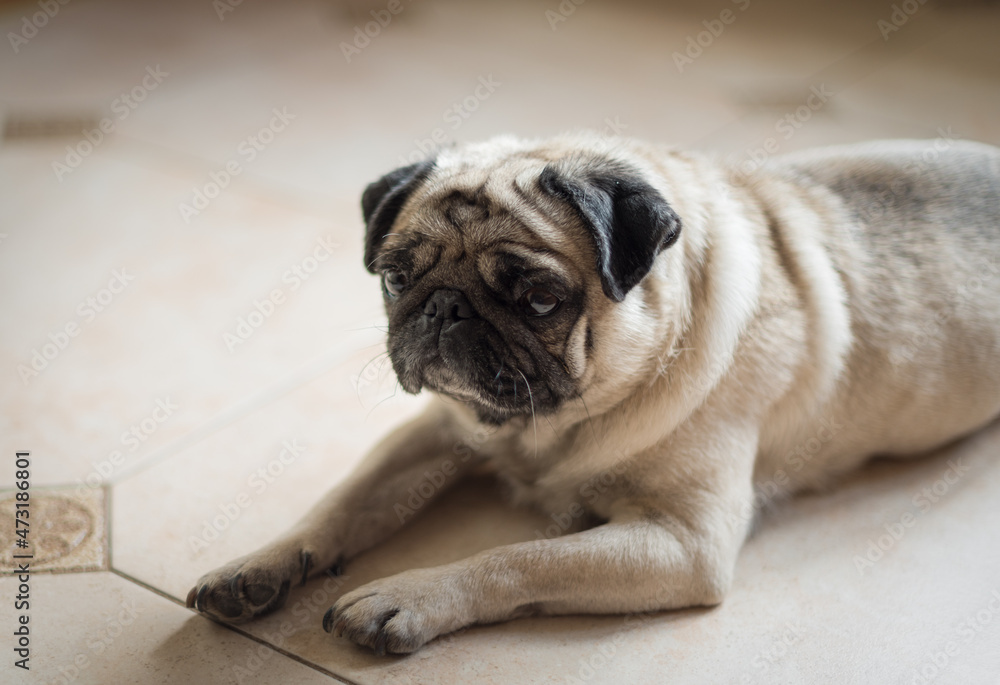 Portrait of a Beautiful male Pug puppy laying down. Friendship concept.