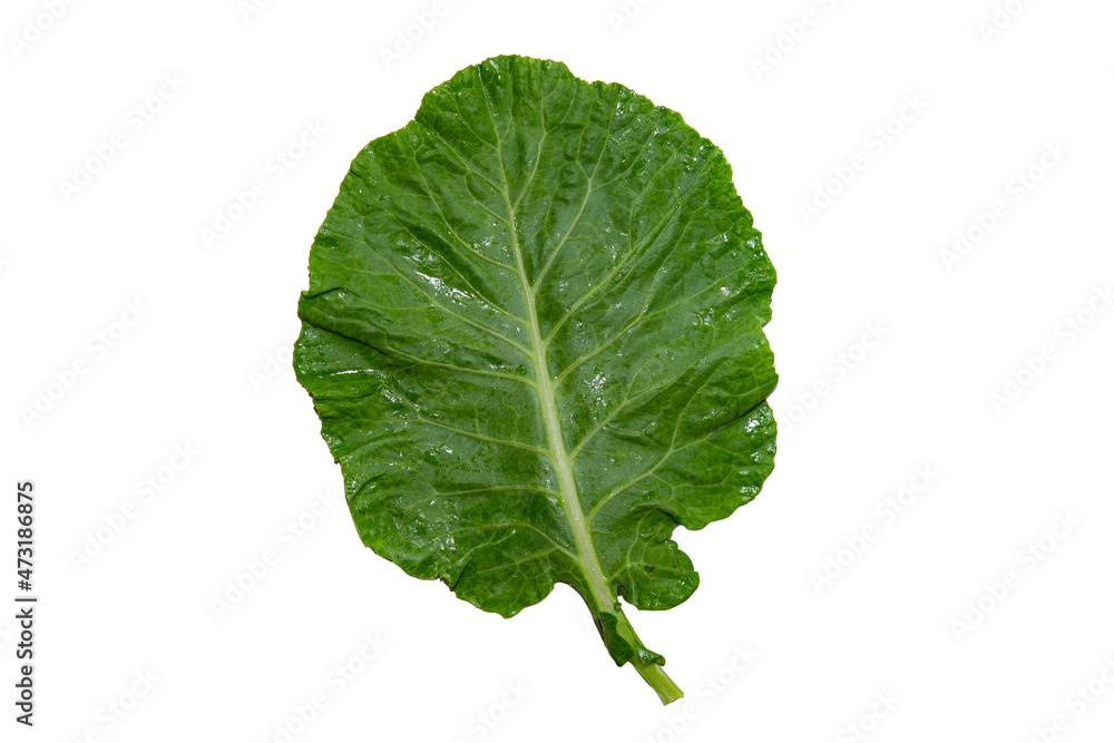Isolated butter cabbage leaf on white background and close-up - obrazy, fototapety, plakaty 