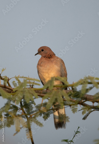Laughing Dove perched on acacia tree, Bahrain