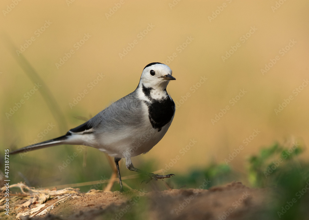 Closeup of a White wagtail at Buri farm, Bahrain Closeup of a White wagtail at Buri farm, Bahrain